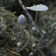 Слика од Coprinopsis ephemeroides (DC.) G. Moreno 2010