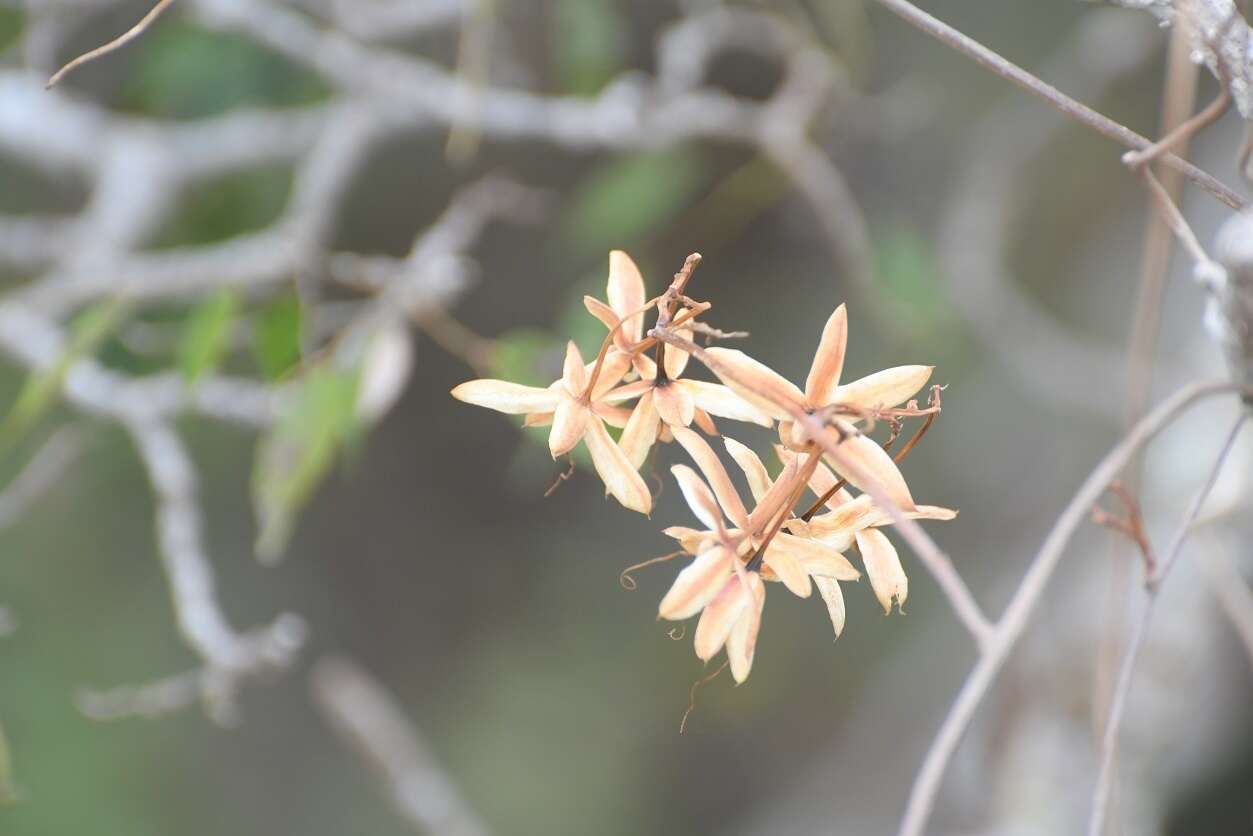 Image of Ipomoea bernoulliana Peter