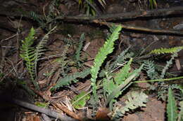 Sivun Austroblechnum lechleri subsp. lechleri kuva