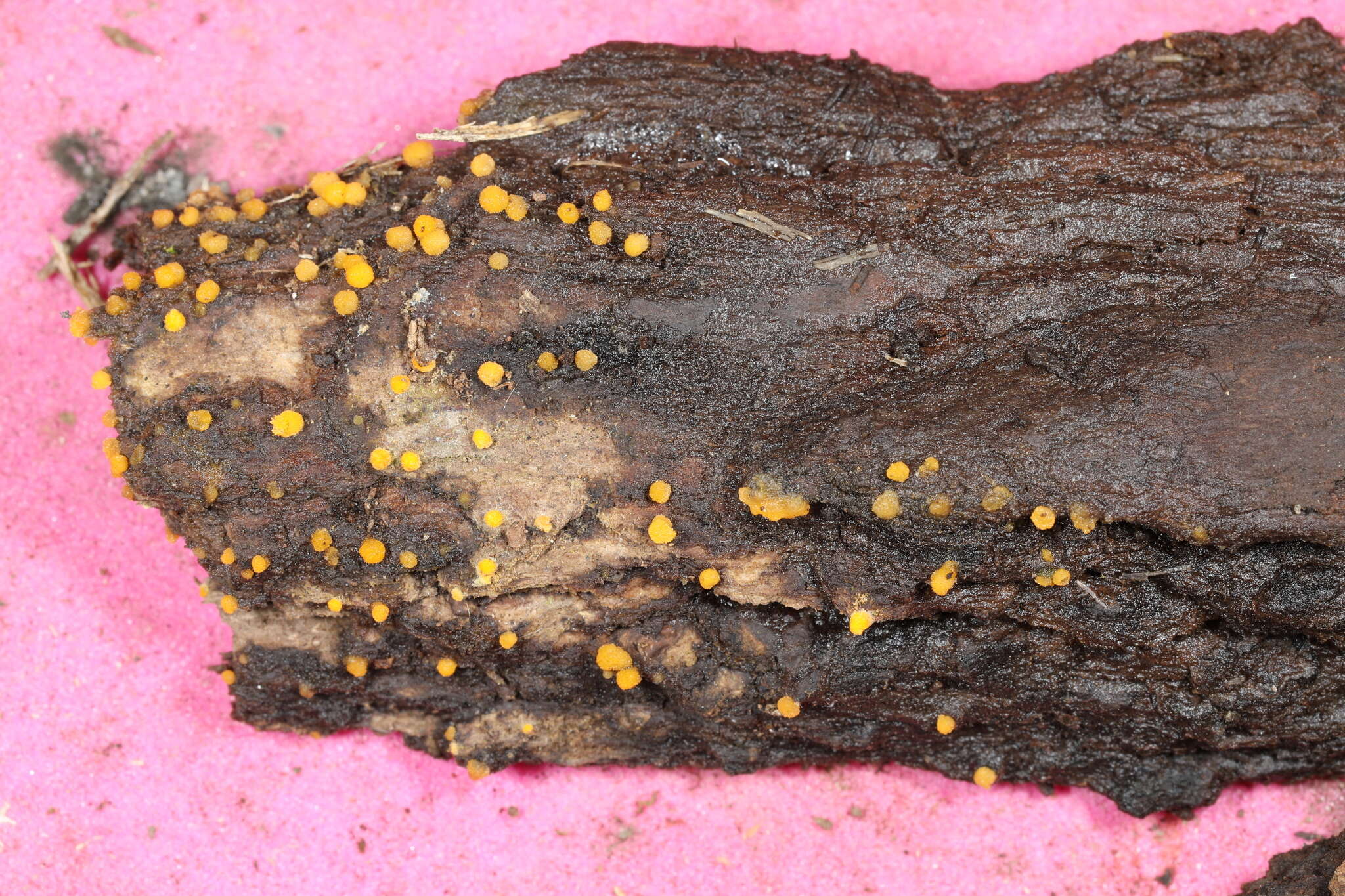 Image of Sphaerosporium