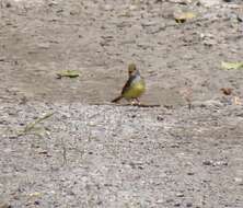 Image of Great Crested Flycatcher