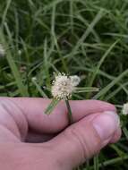 Image de Cyperus richardii Steud.