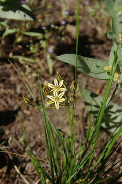 Sivun Triteleia ixioides subsp. anilina (Greene) L. W. Lenz kuva