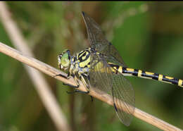 صورة Antipodogomphus neophytus Fraser 1958