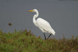 Image of Great Egret