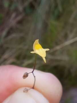 Image de Utricularia pusilla Vahl