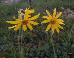 Image de Arnica angustifolia subsp. iljinii (Maguire) I. K. Ferguson