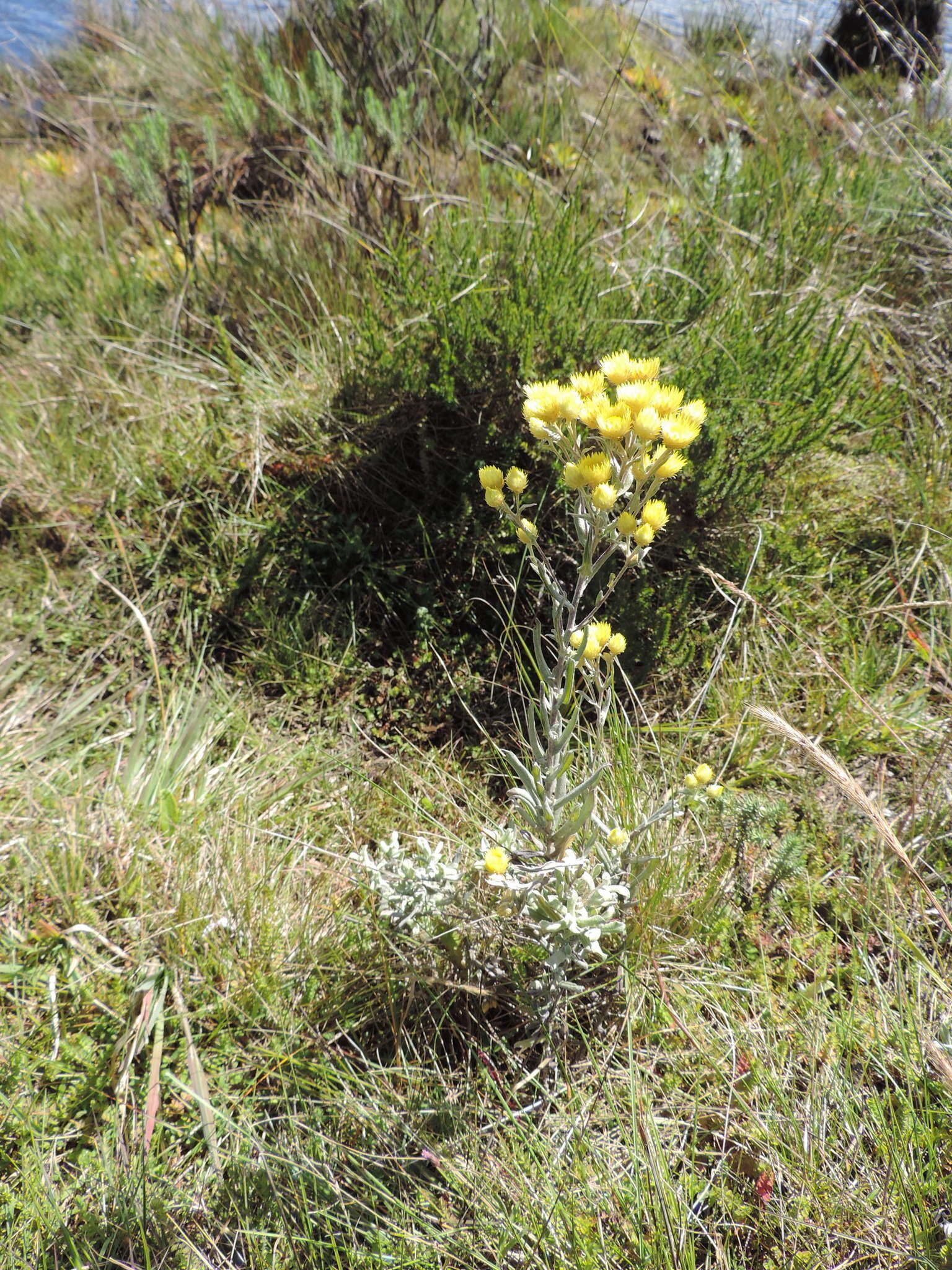 Слика од Helichrysum buchananii Engl.