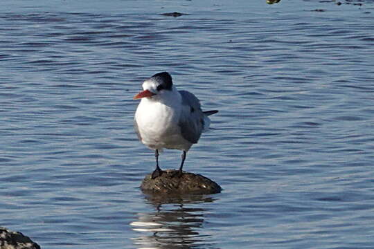 Image of Lesser Crested Tern