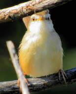 Image of Prinia subflava pondoensis Roberts 1922