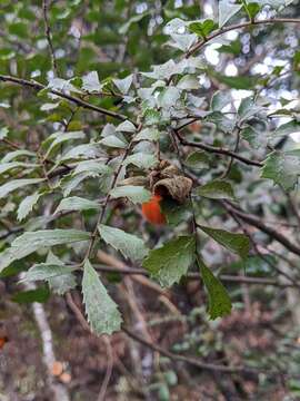 Image of Cupaniopsis shirleyana (Bailey) Radlk.