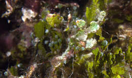 Image of Halimeda ghostpipefish