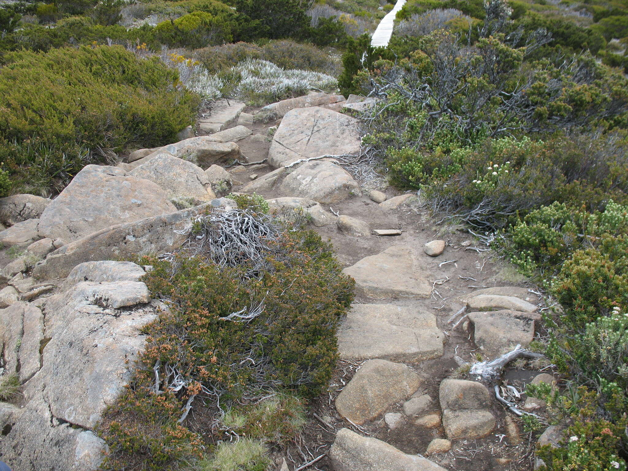 Image of Rytidosperma fortunae-hibernae (Renvoize) Connor & Edgar