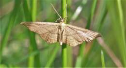 Idaea ochrata Scopoli 1763 resmi