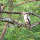 Image of Nisaetus cirrhatus cirrhatus (Gmelin & JF 1788)