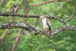 Nisaetus cirrhatus cirrhatus (Gmelin & JF 1788) resmi