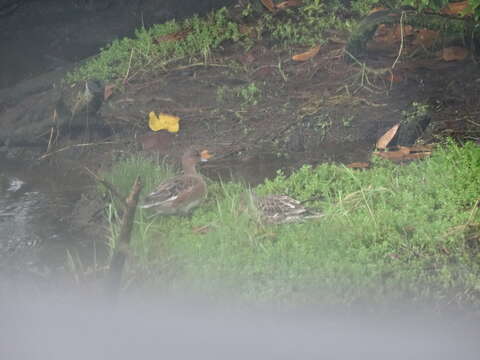 Image of Eurasian Wigeon