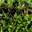 Image of calymperes moss