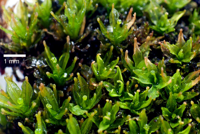 Image of calymperes moss