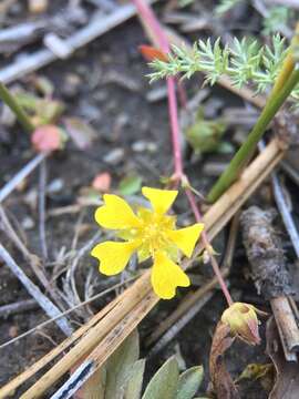 Sivun <i>Potentilla luteosericea</i> kuva