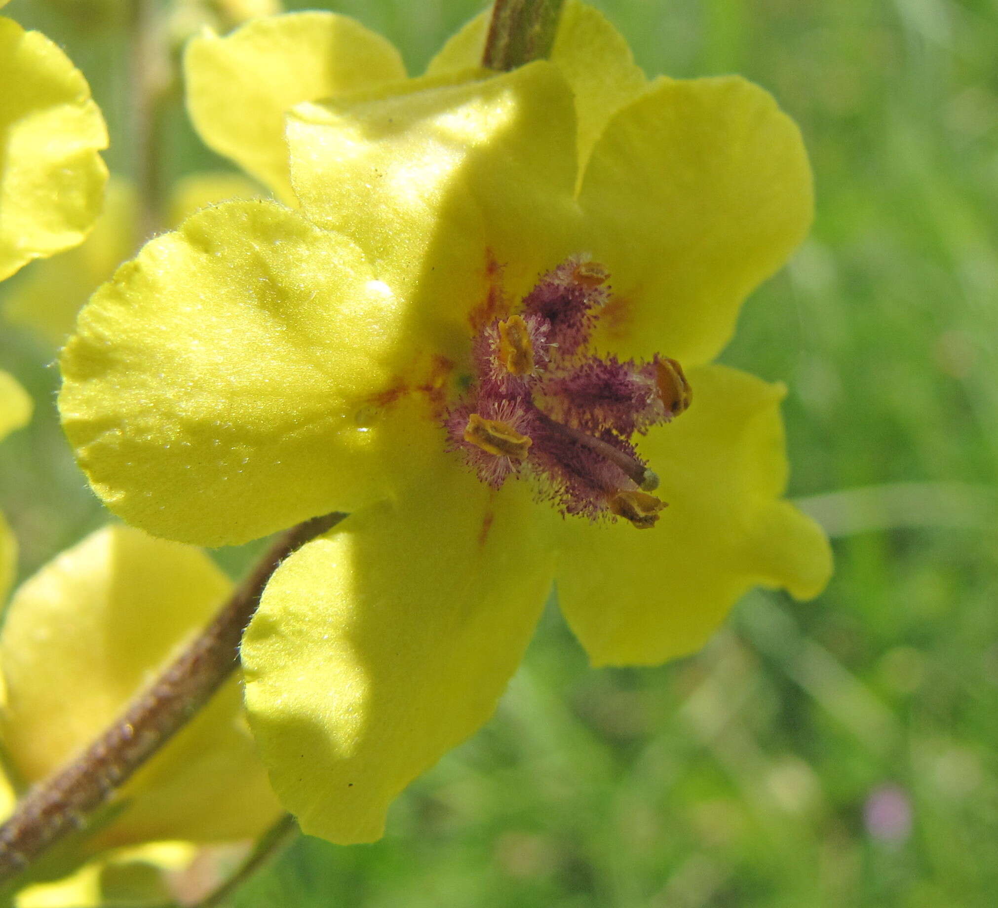 Image of nettle-leaf mullein