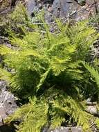 Athyrium asplenioides var. cyclosorum (Rupr.) resmi