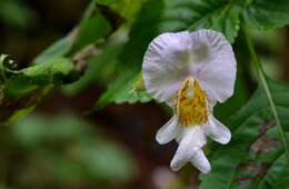 Image of Impatiens edgeworthii Hook. fil.