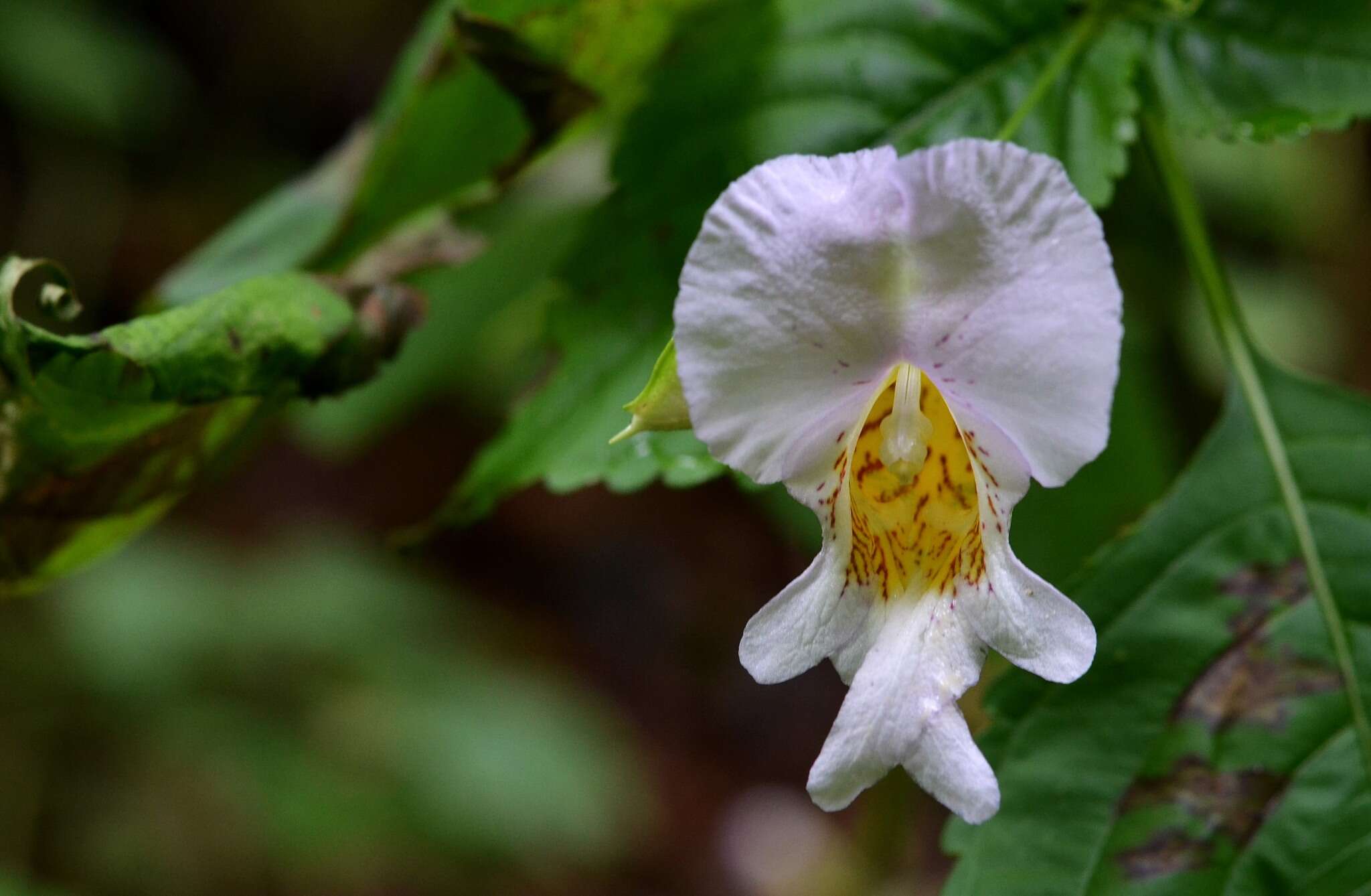 Image of Impatiens edgeworthii Hook. fil.