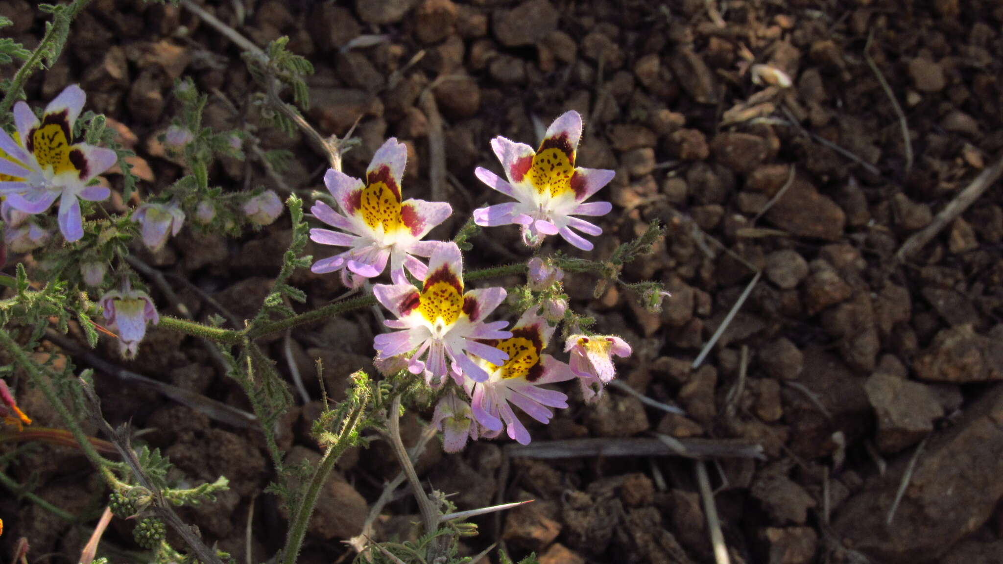 Image of Schizanthus porrigens R. Grah.