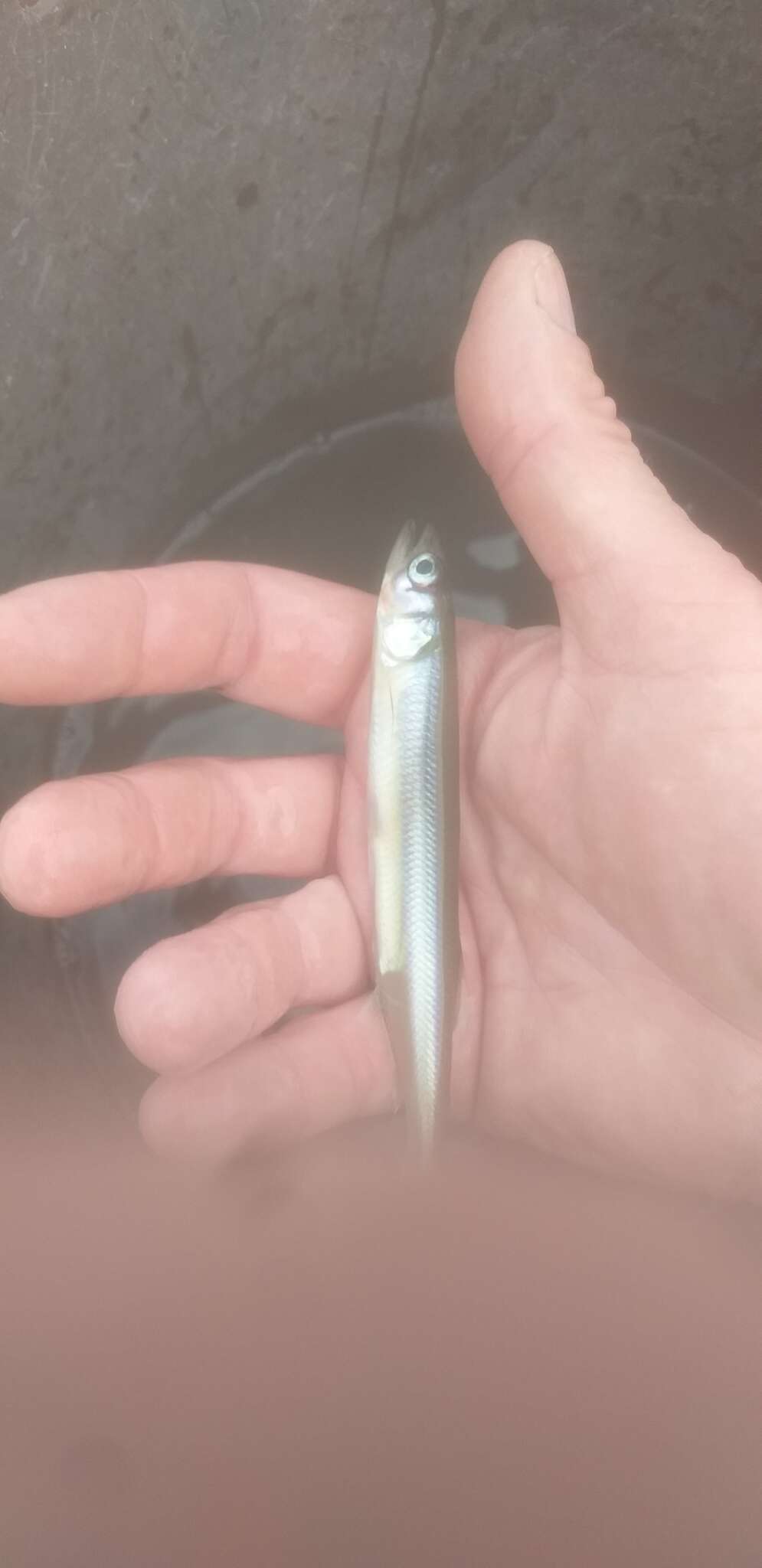 Image of Stokell&#39;s smelt