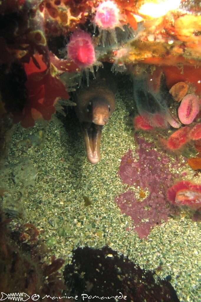 Image of Grey moray