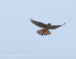 Image of American Kestrel