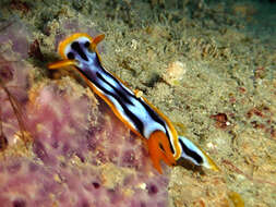 Image de Chromodoris strigata Rudman 1982