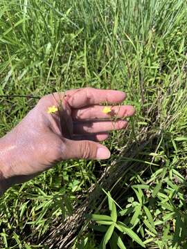 Image of stiff yellow flax