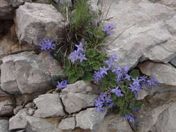 Image de Campanula fenestrellata subsp. istriaca (Feer) Damboldt