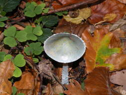 Plancia ëd Stropharia caerulea Kreisel 1979