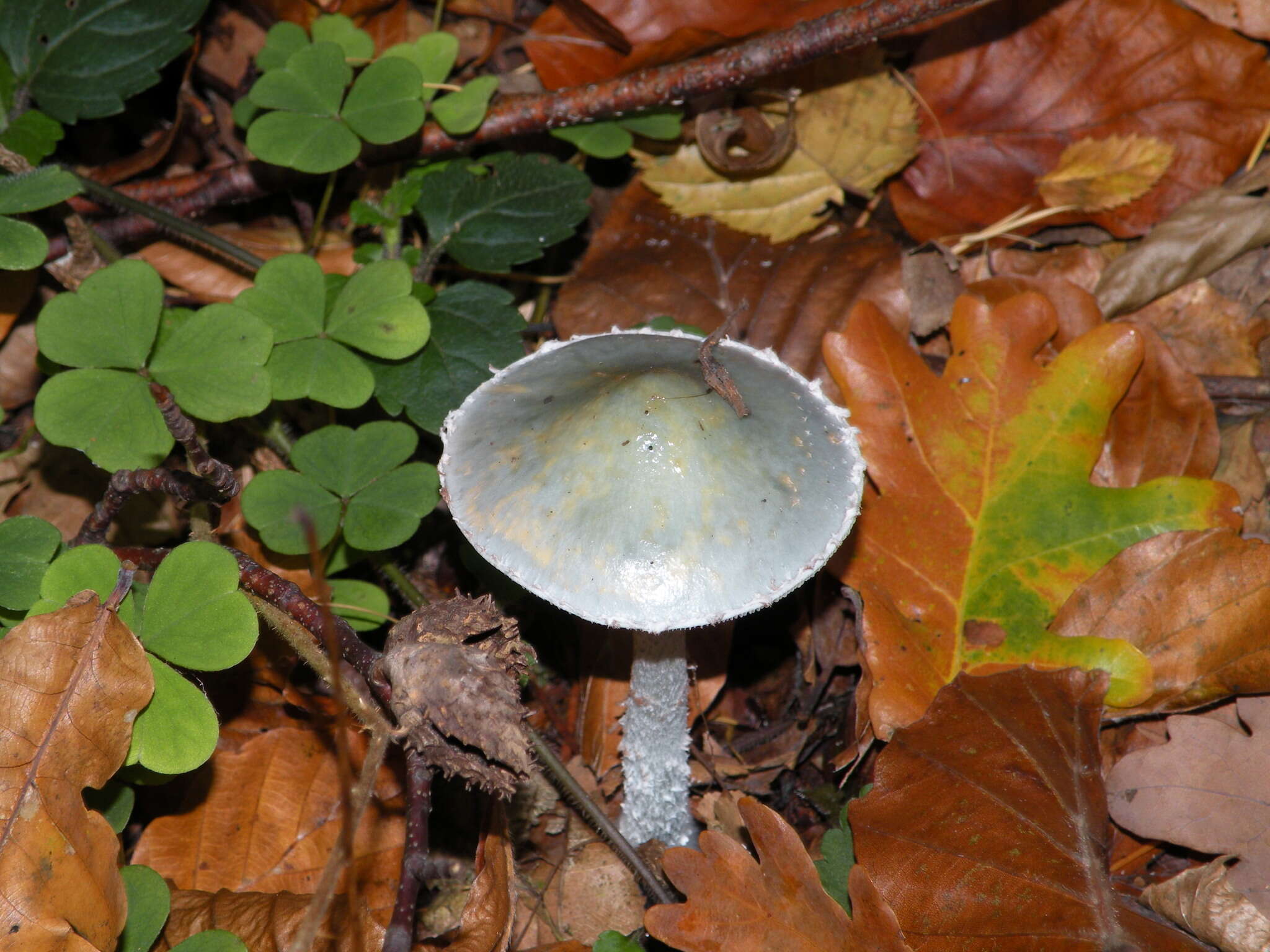 Image of Stropharia caerulea Kreisel 1979