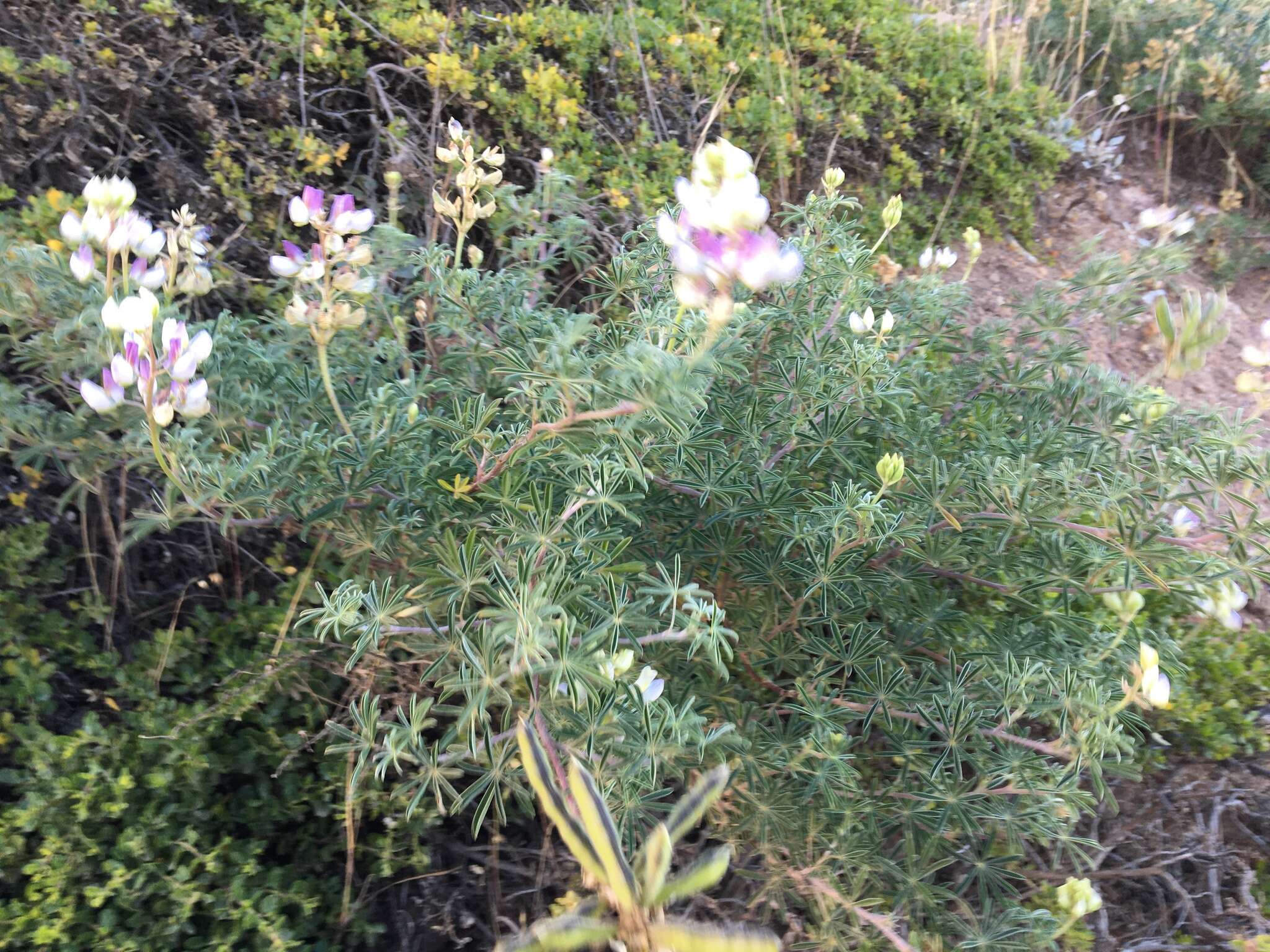 Plancia ëd Lupinus variicolor Steud.