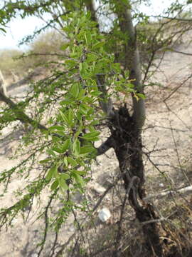 Image of Vachellia bilimekii (J. Macbr.) Seigler & Ebinger