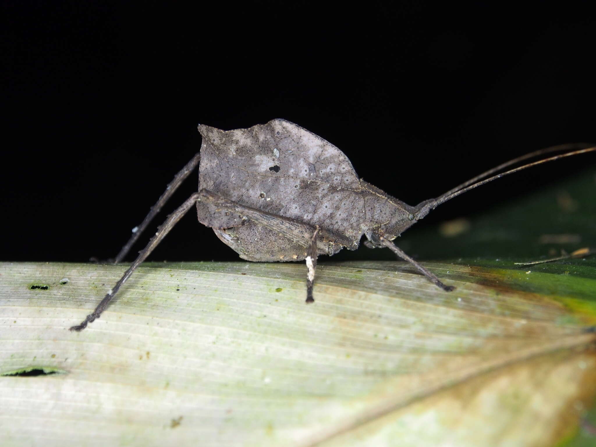 Image of Typophyllum inflatum Vignon 1925