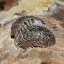 Image of Armadillidium ameglioi Arcangeli 1914