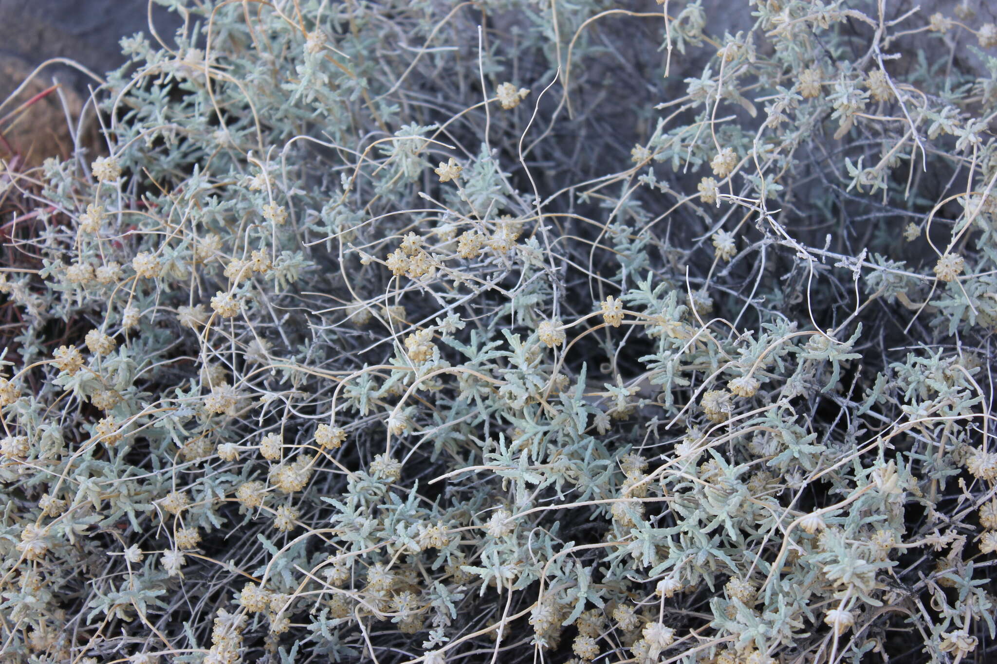 Image of Utah butterflybush