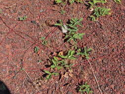 Image of Cascades strawberry