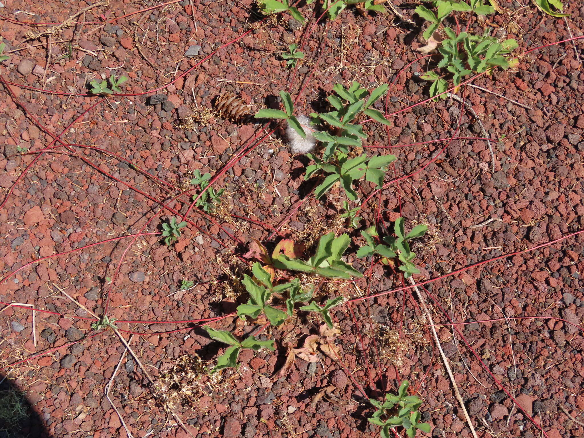 Sivun Fragaria cascadensis K. E. Hummer kuva