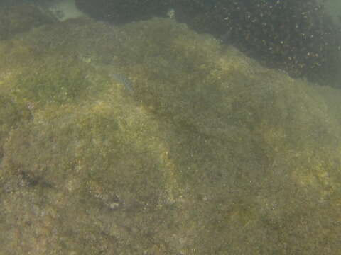 Image of Wounded wrasse