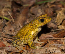 Image of Puerto Rican crested toad