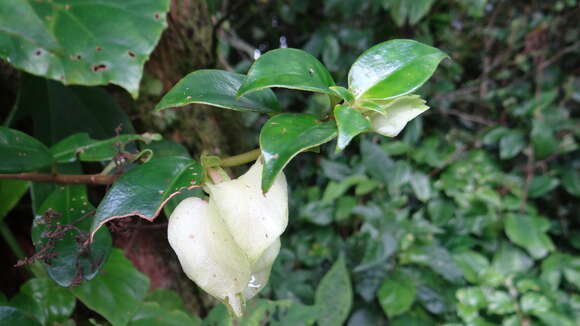 Imagem de Drymonia oinochrophylla (Donn. Sm.) D. N. Gibson