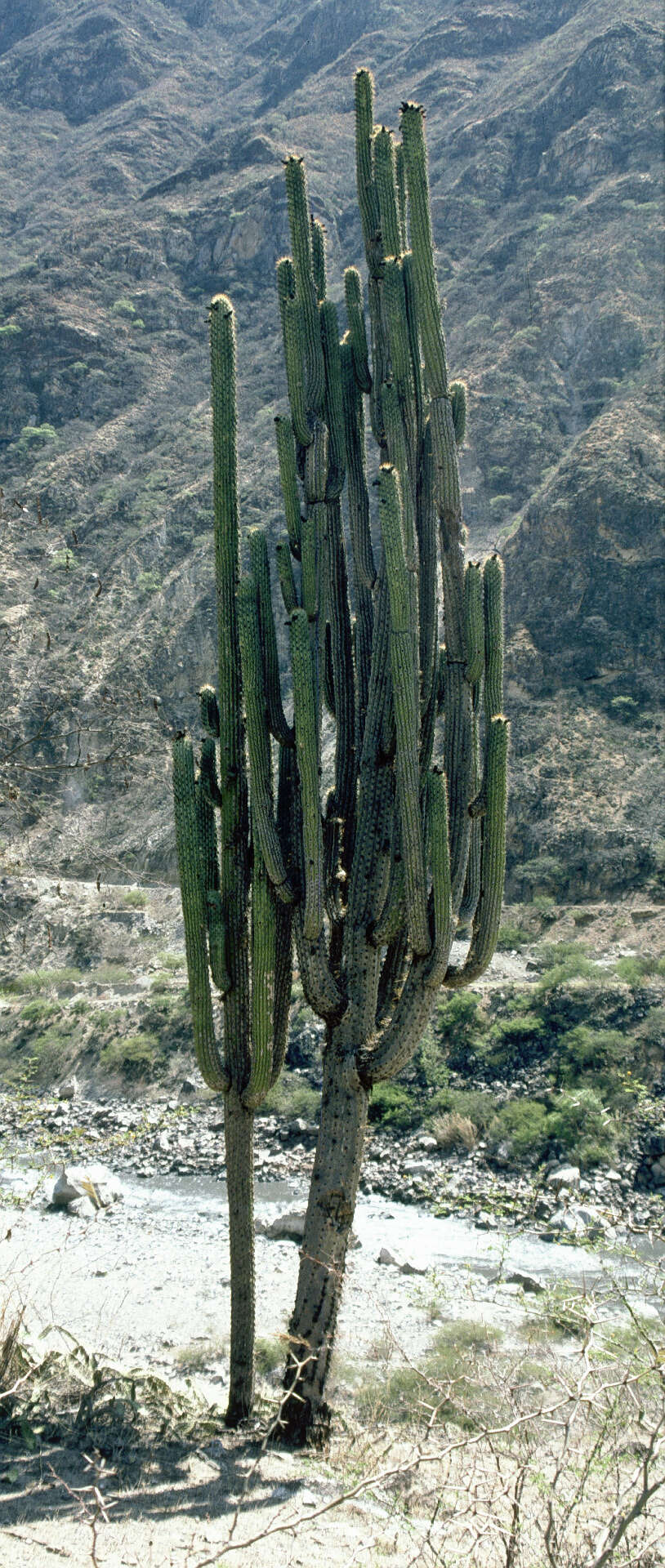 Image of Browningia hertlingiana (Backeb.) Buxb.