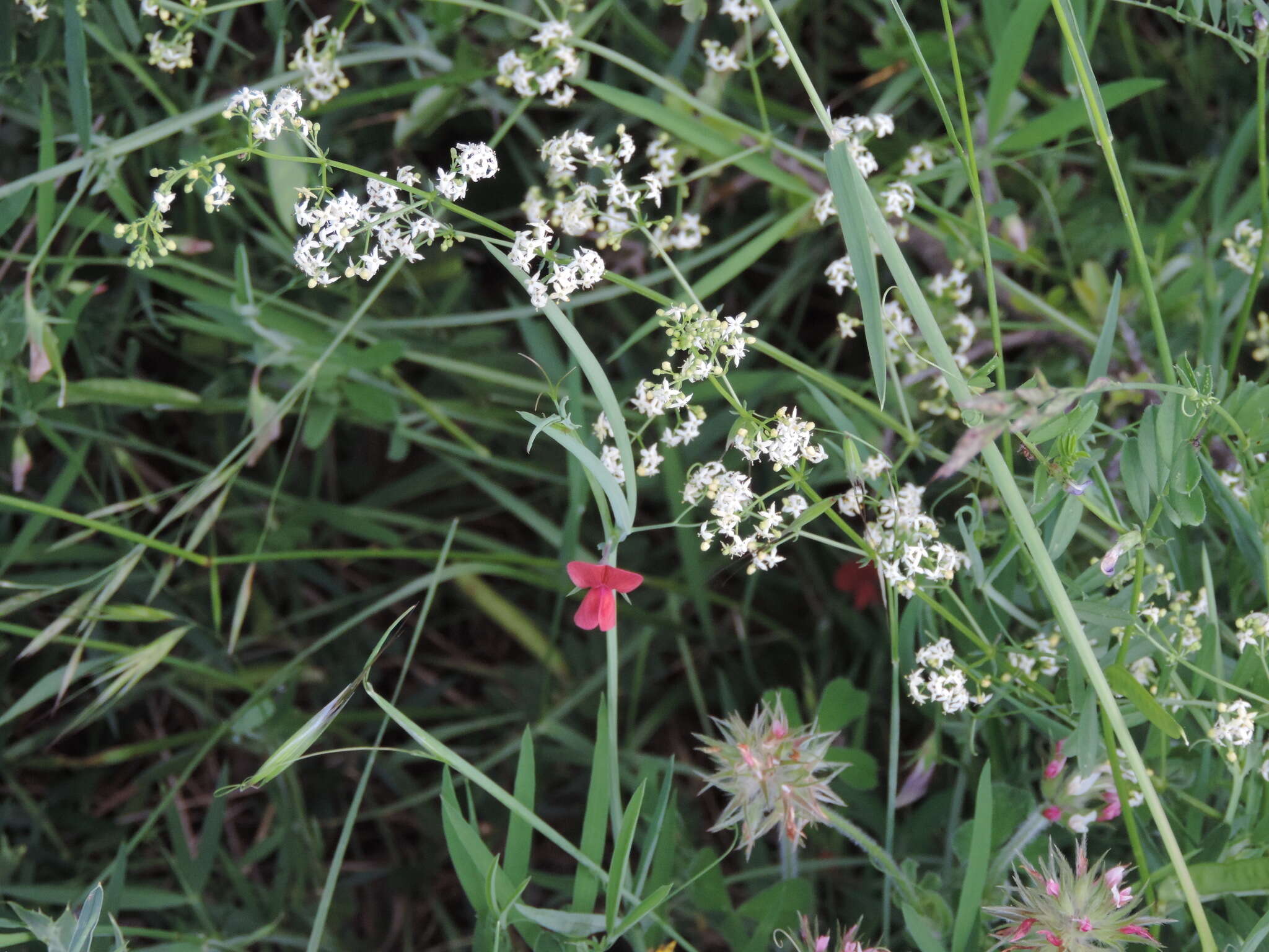 Plancia ëd Galium lucidum All.