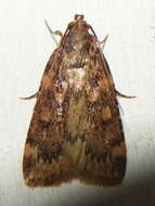 Image of Grease Moth